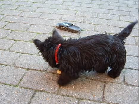 Skotsk terrier Skottie - hvorfor ligger der en sko der hmmm billede 2