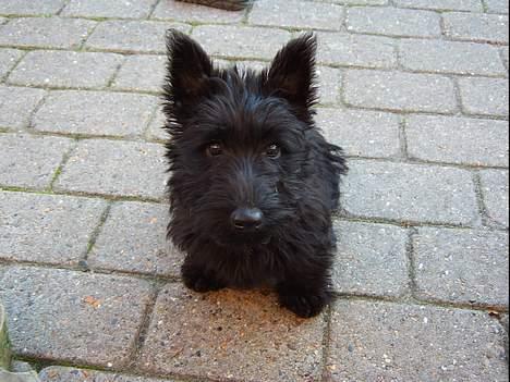 Skotsk terrier Skottie - Hej billede 3