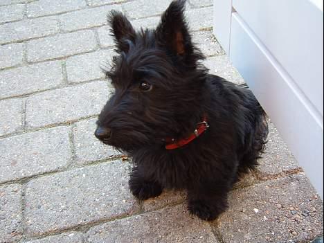 Skotsk terrier Skottie - Nej ikke igen Far billede 4