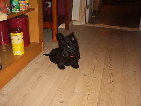 Skotsk terrier Skottie billede 7