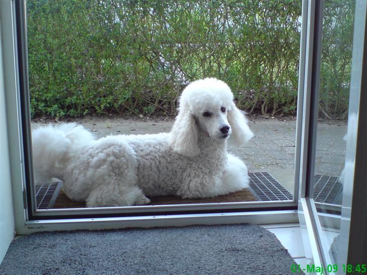 Storpuddel Nanna - Elsker at ligge på denne side af huset...... billede 20