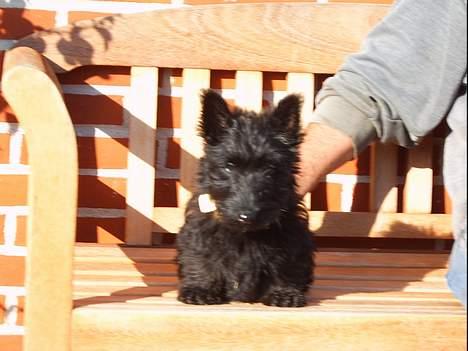 Skotsk terrier Skottie - skal jeg blive her? billede 8