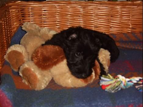 Skotsk terrier Skottie - Neej ikke igen er træt Far billede 9