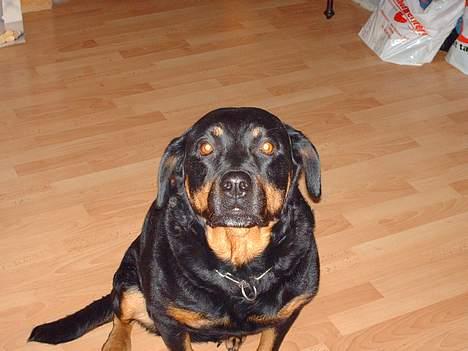 Rottweiler Jutlans Sandra (AFLIVET)  - hehe. hun er så sød. billede 20