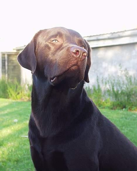 Labrador retriever Madumbjergs Magic Mas.... billede 1