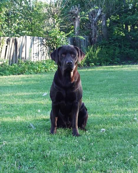 Labrador retriever Madumbjergs Magic Mas.... billede 2