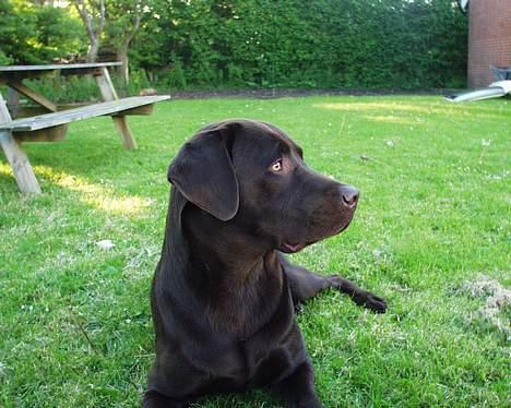 Labrador retriever Madumbjergs Magic Mas.... billede 3