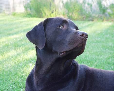 Labrador retriever Madumbjergs Magic Mas.... billede 4