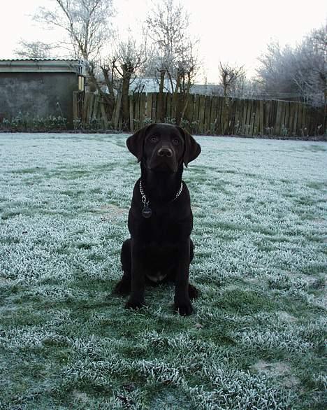 Labrador retriever Madumbjergs Magic Mas.... billede 5