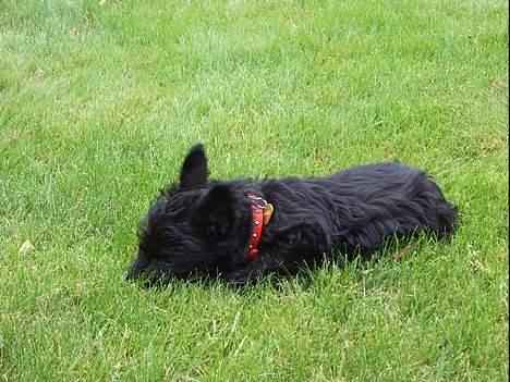 Skotsk terrier Skottie - STOP så blir jeg bare her vis du ikke holder op billede 14