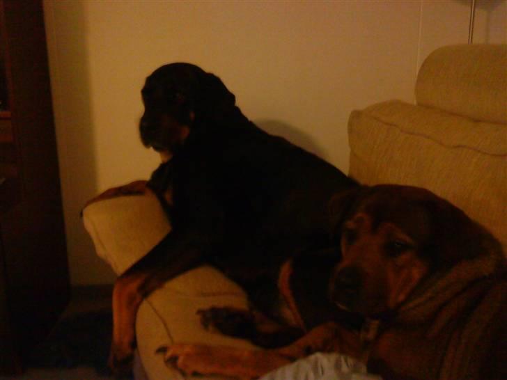 Blanding af racer rottweiler/Am.Bull Klunte billede 16