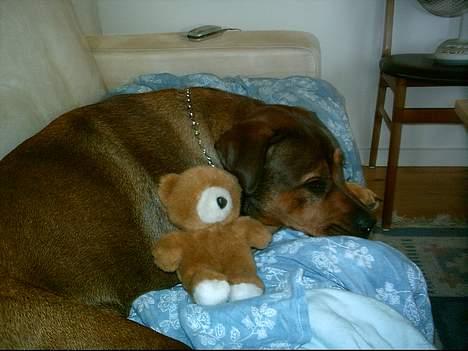 Blanding af racer rottweiler/Am.Bull Klunte billede 17