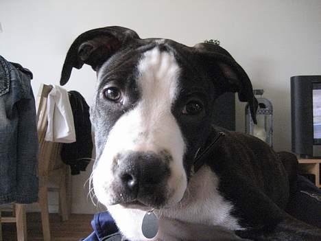 Amerikansk staffordshire terrier Vito Corleone billede 15