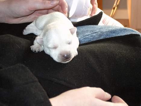 West highland white terrier Oscar - Her er jeg kun få uger gammel og mor er på besøg... billede 8