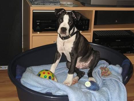 Amerikansk staffordshire terrier Vito Corleone billede 16