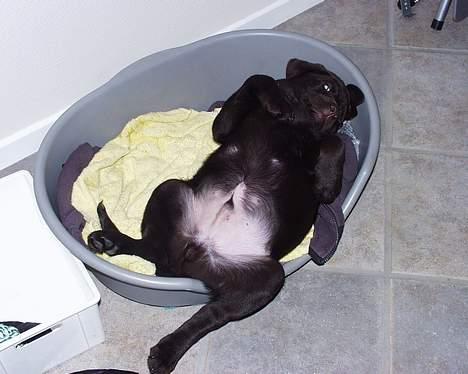 Labrador retriever Madumbjergs Magic Mas.... - En lille fjollet Bossie som hvalp billede 6