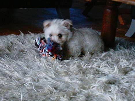 West highland white terrier Oscar - Her leger jeg med mit yndlings legetøj... billede 9