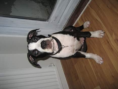 Amerikansk staffordshire terrier Vito Corleone billede 17