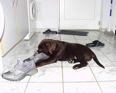 Labrador retriever Madumbjergs Magic Mas.... billede 7