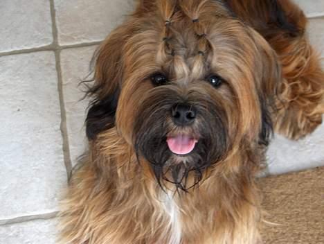 Lhasa apso Fu-kao Zombie (Balou) - Se mig billede 9