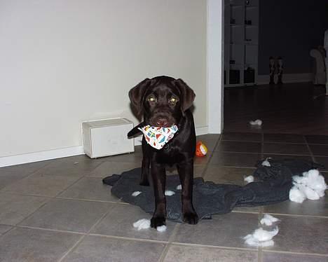 Labrador retriever Madumbjergs Magic Mas.... billede 8