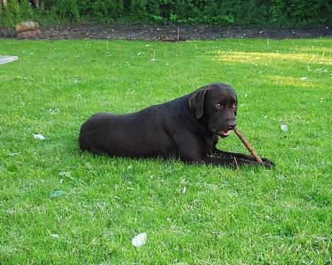 Labrador retriever Madumbjergs Magic Mas.... billede 9