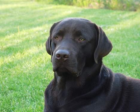 Labrador retriever Madumbjergs Magic Mas.... billede 10