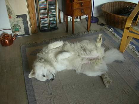 Samojedhund sandra - så er der dømt afslapning.......:D billede 12