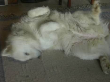 Samojedhund sandra billede 13