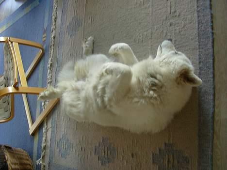 Samojedhund sandra billede 14