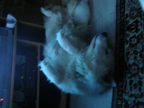 Samojedhund sandra billede 16