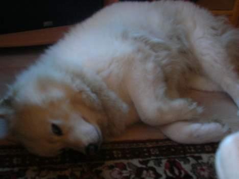 Samojedhund sandra billede 17