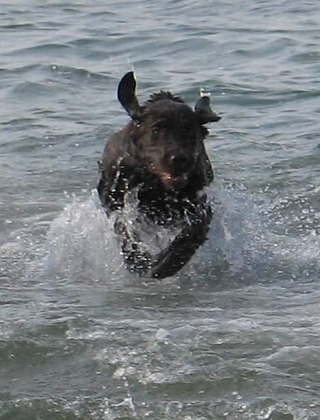 Labrador retriever Maggi - Gået bort - Weeee... elsker simpelthen vand. det er noget af det bedste der findes <3 billede 8