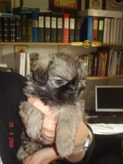 Tibetansk spaniel Me-Ri billede 1