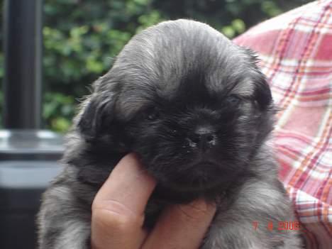 Tibetansk spaniel Me-Ri billede 2