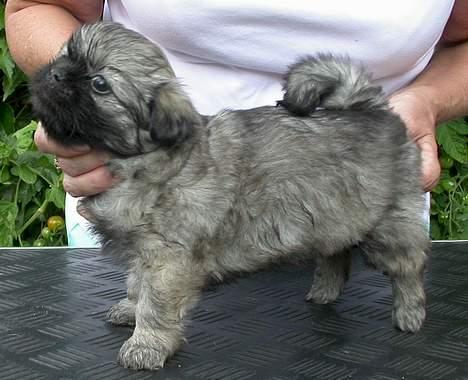 Tibetansk spaniel Me-Ri billede 3