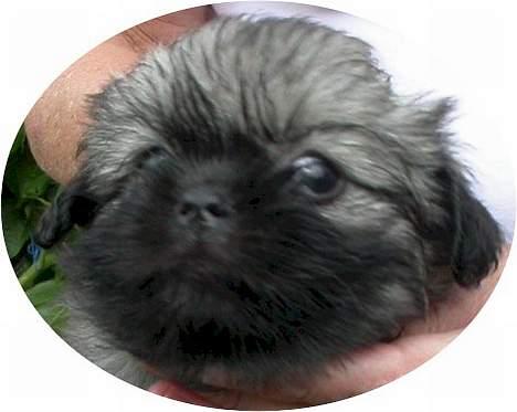 Tibetansk spaniel Me-Ri billede 4