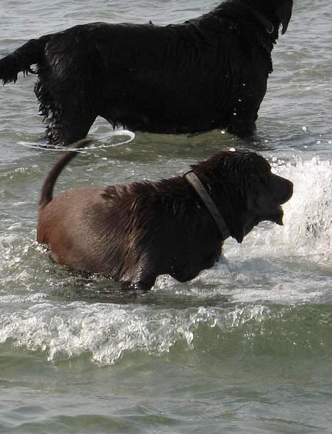 Labrador retriever Maggi - Gået bort - skal skynde mig, og vende mig.. hvis nu jeg går glip af noget de andre laver. /synes det ser ret så sejt ud med hendes hale :D/ billede 9