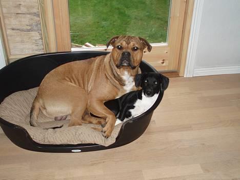 Blanding af racer TIMON "BULLROT"   R.I.P. - hvad skulle vi gøre uden hinanden??  ;o) billede 3