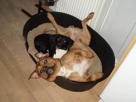 Blanding af racer TIMON "BULLROT"   R.I.P. - vi elsker at pudde billede 4