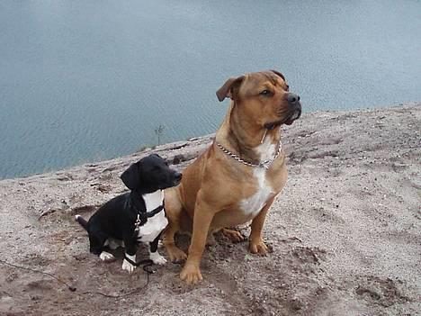 Blanding af racer TIMON "BULLROT"   R.I.P. - se bare så dygtige vi er.. ihvertfald når der er godbidder på højkant o",) billede 5