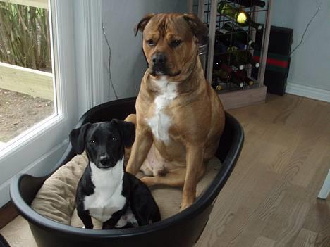 Blanding af racer TIMON "BULLROT"   R.I.P. - hygge i kurven.. ;o) billede 6