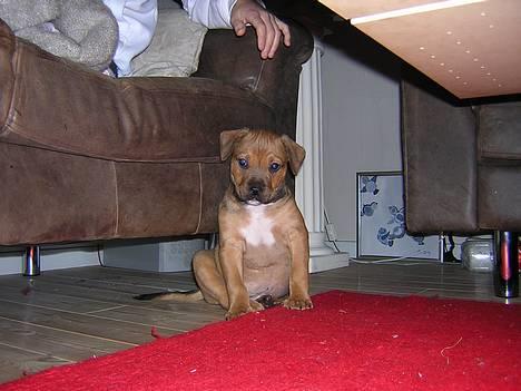 Blanding af racer TIMON "BULLROT"   R.I.P. - lille mig... billede 7