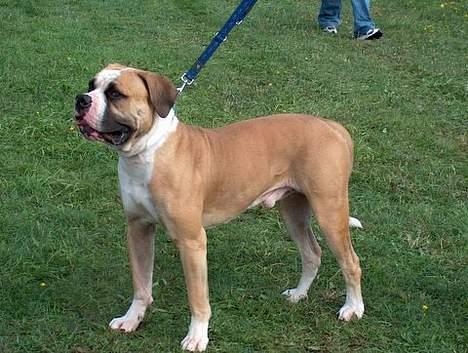 Amerikansk bulldog zeus - her står jeg da godt. billede 11