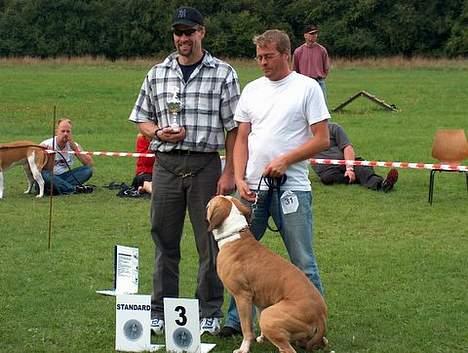 Amerikansk bulldog zeus - en 3 plads blev det til i aug. 06 billede 12