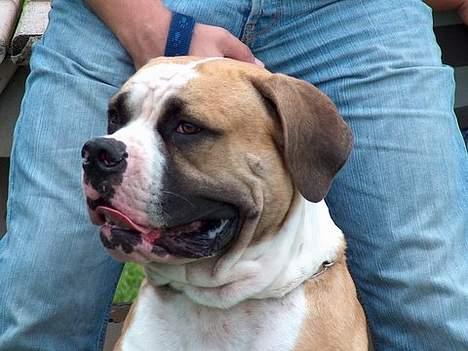 Amerikansk bulldog zeus - jeg ser lige efter min mor.. billede 13