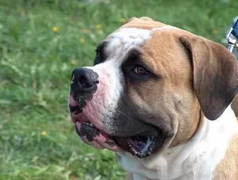 Amerikansk bulldog zeus - her er bare for varmt. puha.. billede 14
