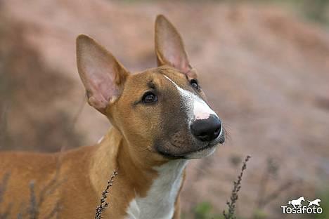 Bullterrier miniature Barca billede 8