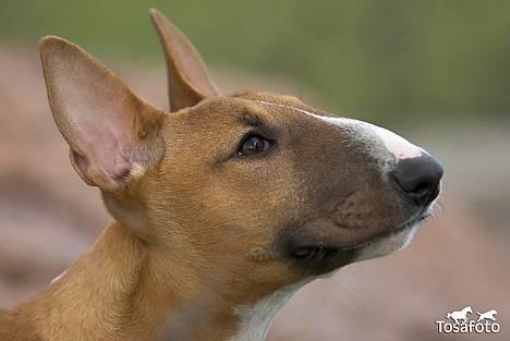 Bullterrier miniature Barca billede 9