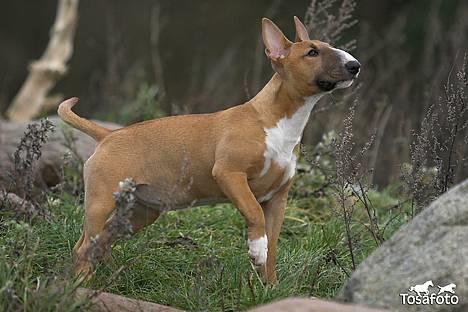 Bullterrier miniature Barca billede 10